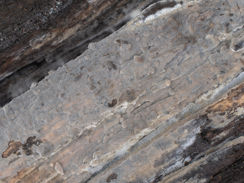 Crustoderma cryptocallimon Crustoderma cryptocallimon